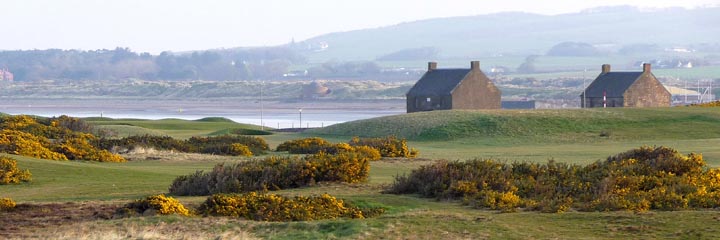 Banks of gorse on the traditional Scottihs links at Prestwick St Nicholas Golf Club